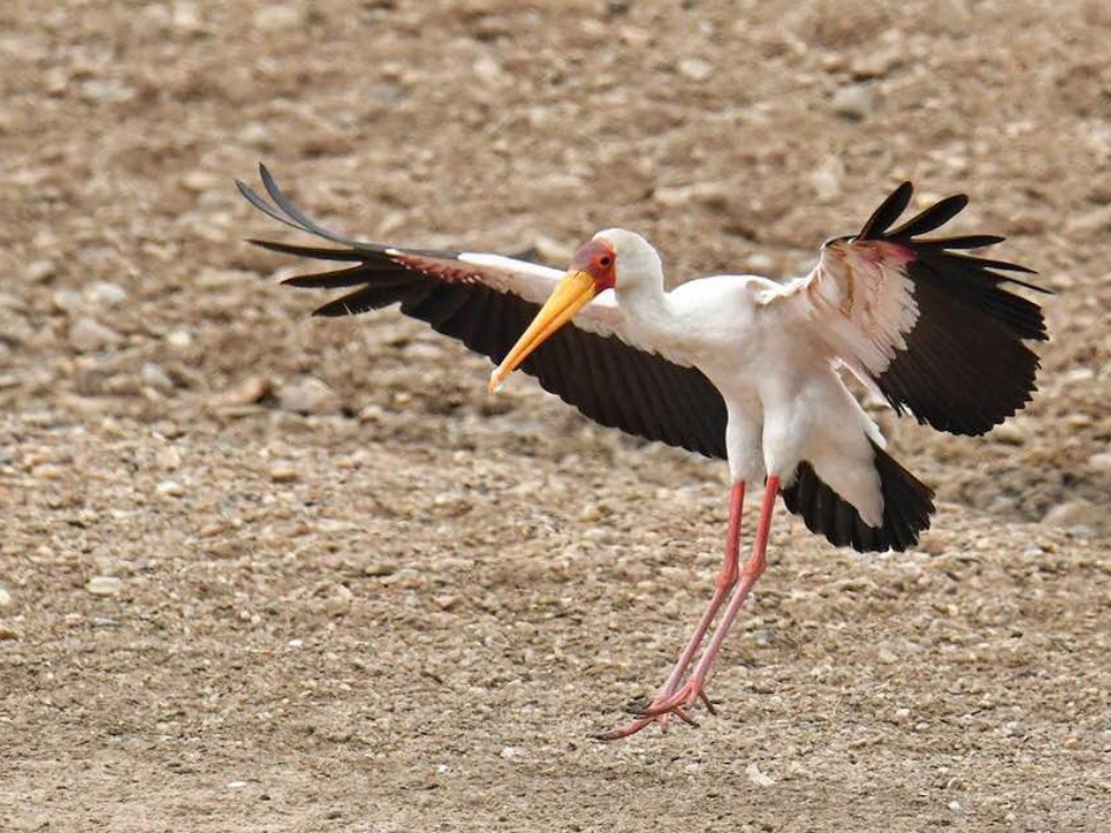 safari serengeti