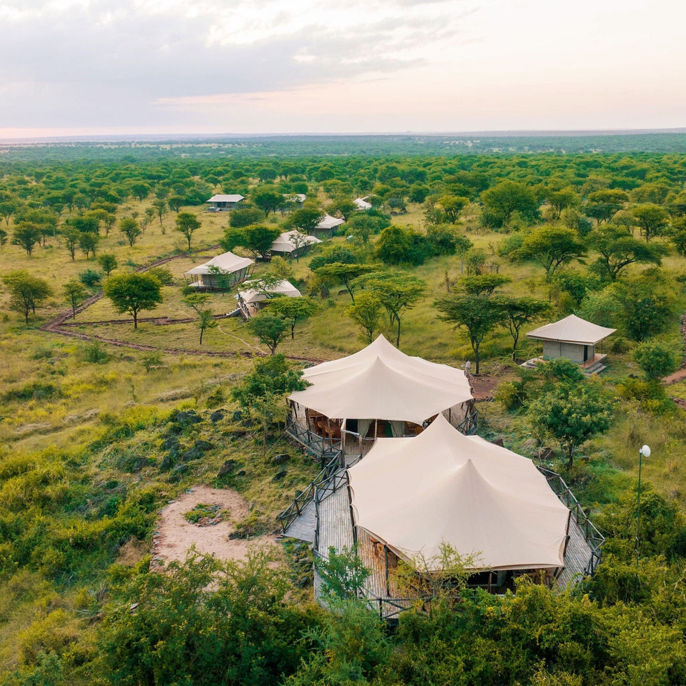 Serengeti kifaru panoramic view